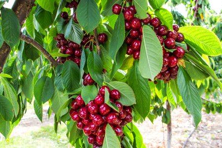 Agriculture beautiful photo branch photo