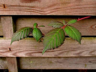 Brombeerblatt entwine romantic