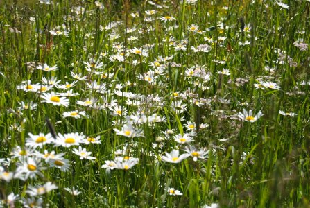 Field daisies margaret