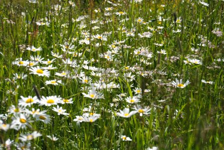 Field daisies margaret photo