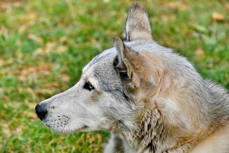 Beautiful Photo husky looking