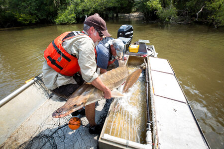 Biologist with gulf sturgeon on the Choctawhatchee River-1 photo