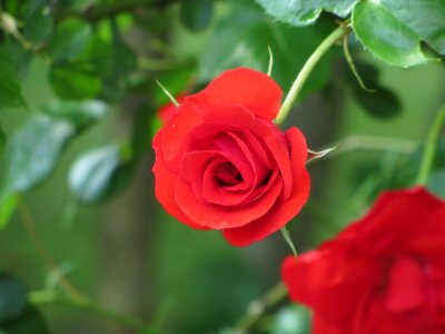 Beautiful Flowers beautiful image beautiful photo