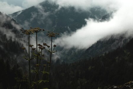 Flower Misty Mountain photo