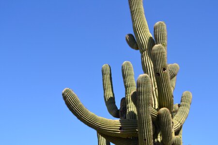 Sky plant cacti photo