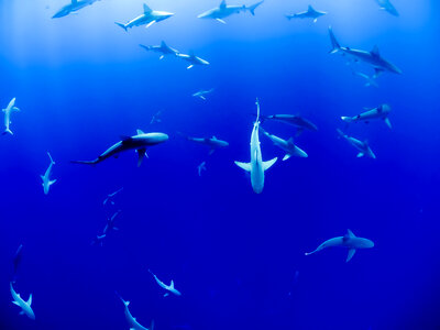 Sharks in the Ocean photo
