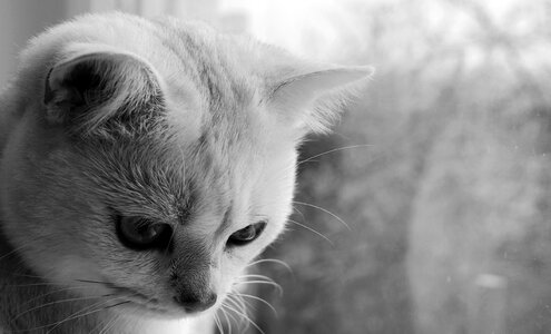 Black and white cat animal photo