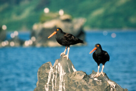 Black oystercatchers-3