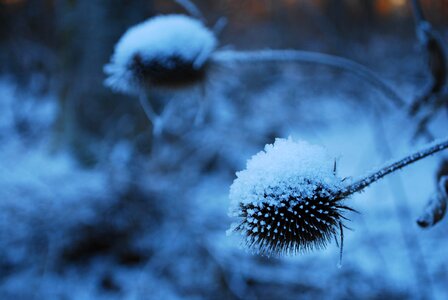 Cold rest snowy