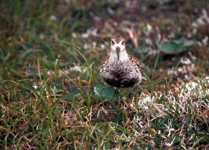Bird close close-up