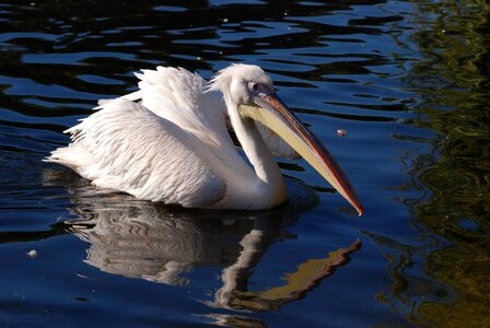 Rosy pelican water bird bird photo