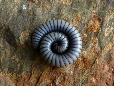 Worm spiral rock