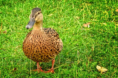 Female water bird duck bird photo