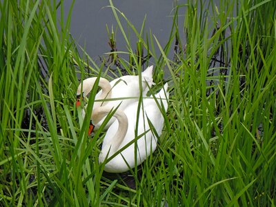 Swans swan's nest swan pair