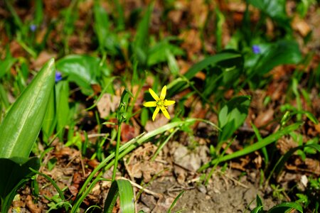 Bloom flower yellow photo