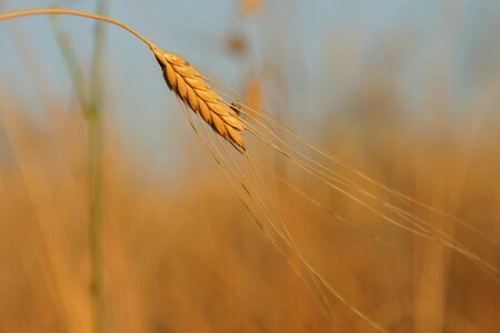 Agriculture beautiful image beautiful photo