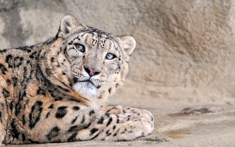 Leopard lying on the ground photo