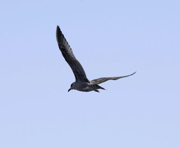 Black Seagull in flight photo