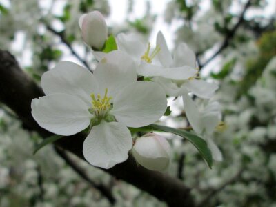 White garden plant