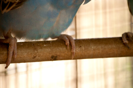 Bird Legs