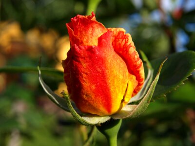 Early summer nature flower