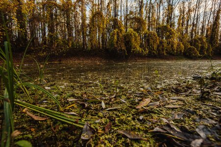 Water swamp wetland