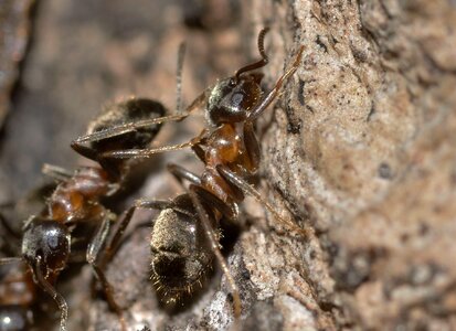 Insects hymenoptera ant