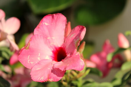 Pink Flower Petals Closeup