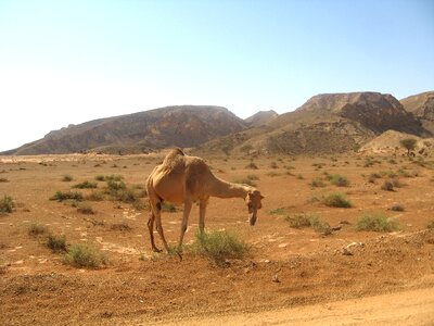 Mountains camel animal photo