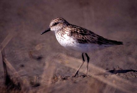 Bird sand Scolopacidae