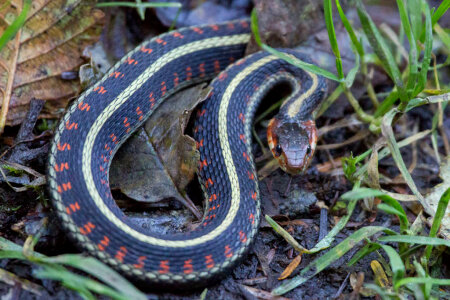 Garter Snake photo
