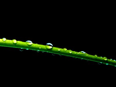 Water plant natural