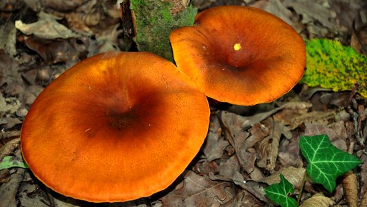 Autumn mushroom nature