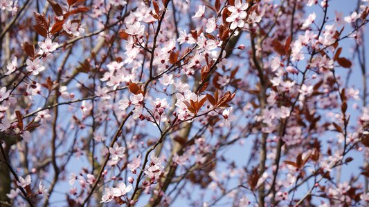 Blossom bloom spring