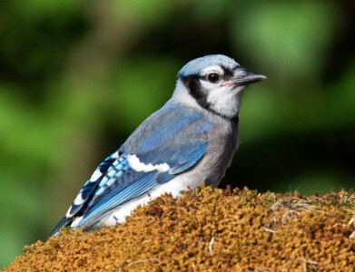 Blue Bird photo