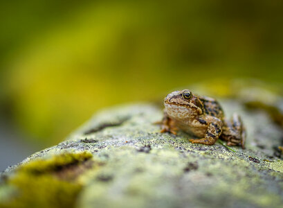 Frog Sitting on a Rock photo
