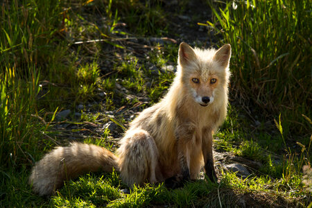 Red fox-1 photo