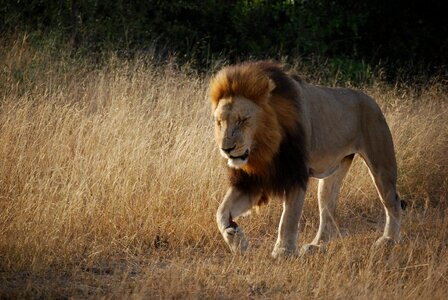 Safari predator leo photo