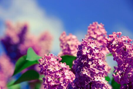 Beautiful Flowers blooming blossom