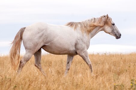Animal gray equine