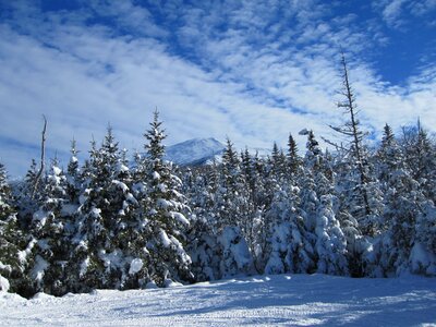 Snow snowy fir photo