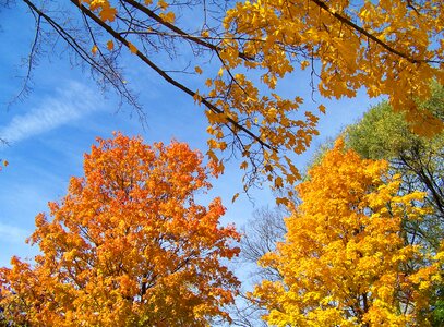 Autumn trees leaves photo