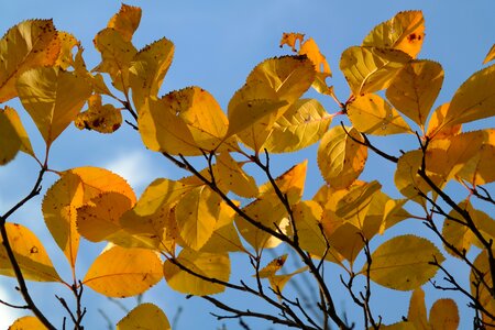 Fall foliage coloring fall color