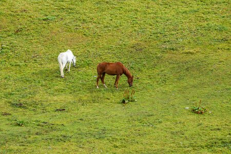 Meadow graze pasture