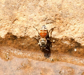 Insect Water