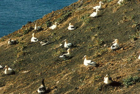 Short-tailed Albatross Nesting photo