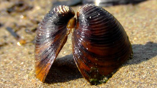 Beach shell close up photo