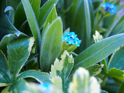Blue flower macro flower