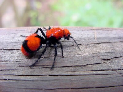 Velvet ant on a log photo