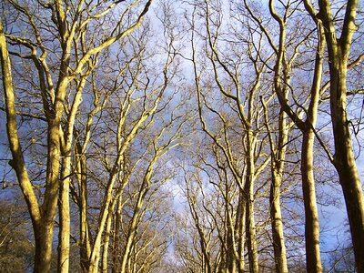 Path trees sky